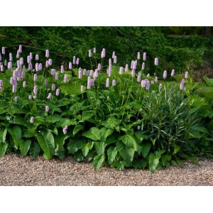 Hadovník väčší (Persicaria bistorta) ´SUPERBA´ kont. C1L